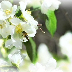 Bee in the blossom
